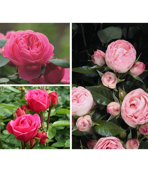 Rosen-Set 'Rokoko®', 3-teilig 3 Rosen-Set 'Rokoko®', 3-teilig