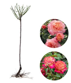 Rosen-Set Dufterlebnis Pastell, 2-teilig -Eleganter Garten 7978265 WE FS 002 RosensetDufterlebnisPastell2teilig