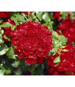 Bodendeckerrose 'Centro®-Rose' -Eleganter Garten 7978349 PR DE 002 CentroRoseTantauRet