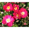 Bodendeckerrose 'Lipstick®', 3er-Set -Eleganter Garten 7978356 WE DE 002 RoseLipstickTantau