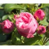 Noblesse® Spray-Rose 'Playful Rokoko®' -Eleganter Garten 7978380 PR DE 001 RosePlayfulRokokoTantau