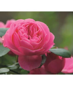 Rosen-Set 'Rokoko®', 3-teilig 8 Rosen-Set 'Rokoko®', 3-teilig -Eleganter Garten 7978380 PR DE 002 RosePlayfulRokokoTantau 1