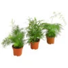 Zierspargel-Set - Asparagus, Verschiedene Sorten, 3-teilig 1 Zierspargel-Set - Asparagus, Verschiedene Sorten, 3-teilig -Eleganter Garten 7988306 PR FS 001 AsparagusMix3erSetT12DehnerExpressHerzig