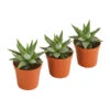 Haworthia - Haworthie Fasciata, 3er-Set -Eleganter Garten 7988322 PR FS 001 HaworthiafasciataT5 5DehnerExpressHerzig