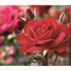 Edelrose 'Störtebeker®' -Eleganter Garten 7988397 PR DE 001 EdelroseStoertebekerTantau