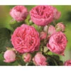 Noblesse® Spray-Rose 'Candy Rokoko®'