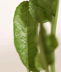 Meerrettich -Eleganter Garten 8001000 WE DE 003 Meerrettich DehnerExpressZS