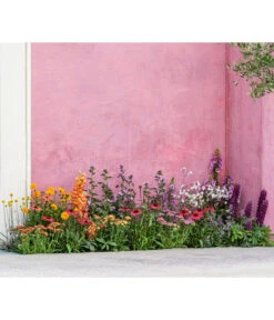 Zwergzinnie, Verschiedene Sorten -Eleganter Garten 8003071 WE MO 001 AchilleaT19 NaturGarten Sommerstory 2023 04