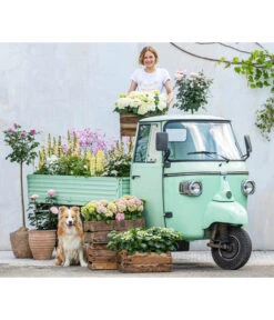 Hortensie - Hydrangea Macrophylla 16 Hortensie - Hydrangea Macrophylla -Eleganter Garten 8011413 WE MO 001 DelphiniumRomantikGarten