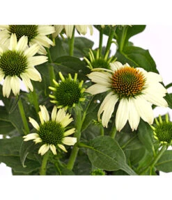 Sonnenhut - Scheinsonnenhut 'Mistral' -Eleganter Garten 8012650 WE DE 007 EchinaceaDehnerExpressHerzig