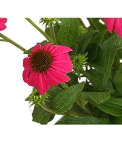 Sonnenhut - Scheinsonnenhut 'Mistral' -Eleganter Garten 8012650 WE DE 008 EchinaceaDehnerExpressHerzig