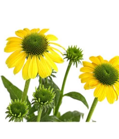 Sonnenhut - Scheinsonnenhut 'Mistral' -Eleganter Garten 8012650 WE DE 009 EchinaceaDehnerExpressHerzig