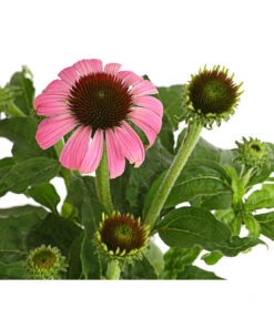 Sonnenhut - Scheinsonnenhut 'Mistral' -Eleganter Garten 8012650 WE DE 011 EchinaceaDehnerExpressHerzig