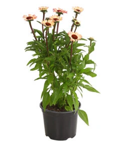 Sonnenhut - Scheinsonnenhut 'Mistral' -Eleganter Garten 8012650 WE FS 001 EchinaceaDehnerExpressHerzig