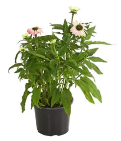 Sonnenhut - Scheinsonnenhut 'Mistral' -Eleganter Garten 8012650 WE FS 002 EchinaceaDehnerExpressHerzig