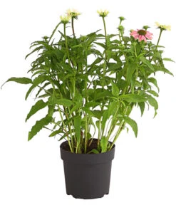 Sonnenhut - Scheinsonnenhut 'Mistral' -Eleganter Garten 8012650 WE FS 003 EchinaceaDehnerExpressHerzig