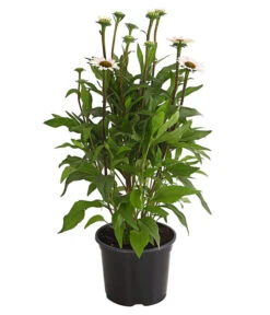 Sonnenhut - Scheinsonnenhut 'Mistral' -Eleganter Garten 8012650 WE FS 005 EchinaceaDehnerExpressHerzig