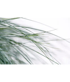 Blauschwingel 'Intense Blue' -Eleganter Garten 8013021 WE DE 001 BlauschwingelFestucaGlaucaIntenseBlue