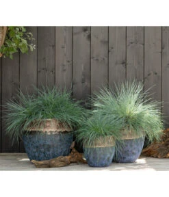 Blauschwingel 'Intense Blue' -Eleganter Garten 8013021 WE MO 001 FestucaBlauschwingelIntenseBlue