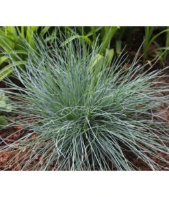 Blauschwingel 'Intense Blue' -Eleganter Garten 8013021 WE MO 001 FestucaGlaucaIntenseBlue