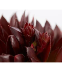 Hauswurz, 6er Schale 15 Hauswurz, 6er Schale -Eleganter Garten 8013112 PR DE 001 SempervivumDehnerExpressZS