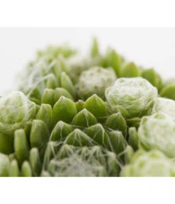 Hauswurz, 6er Schale 17 Hauswurz, 6er Schale -Eleganter Garten 8013112 PR DE 002 SempervivumDehnerExpressZS