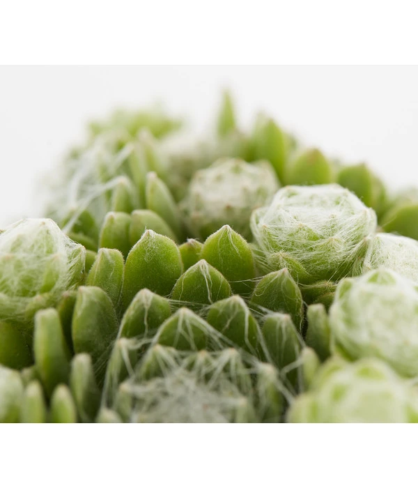 Hauswurz, 6er Schale 10 Hauswurz, 6er Schale – Bild 8