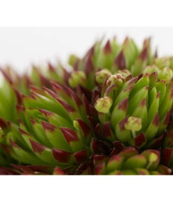 Hauswurz, 6er Schale 16 Hauswurz, 6er Schale -Eleganter Garten 8013112 PR DE 003 SempervivumDehnerExpressZS