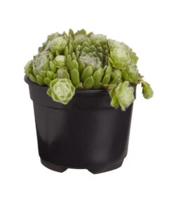 Hauswurz, 6er Schale 12 Hauswurz, 6er Schale -Eleganter Garten 8013112 PR FS 002 SempervivumDehnerExpressZS