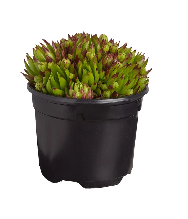 Hauswurz, 6er Schale 4 Hauswurz, 6er Schale – Bild 2