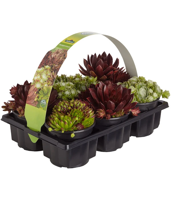 Hauswurz, 6er Schale 3 Hauswurz, 6er Schale