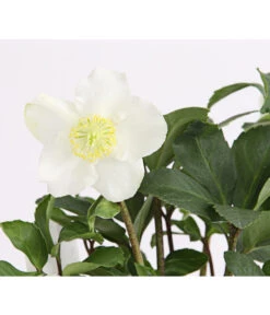 Christrose In Korb 7 Christrose In Korb -Eleganter Garten 8014870 WE DE 004 HelleborusNigerT12ChristroseDehnerExpressHerzig