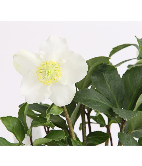 Christrose In Korb 5 Christrose In Korb – Bild 3