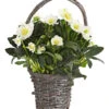 Christrose In Korb -Eleganter Garten 8015083 WE FS 002 HelleborusImKorbT17