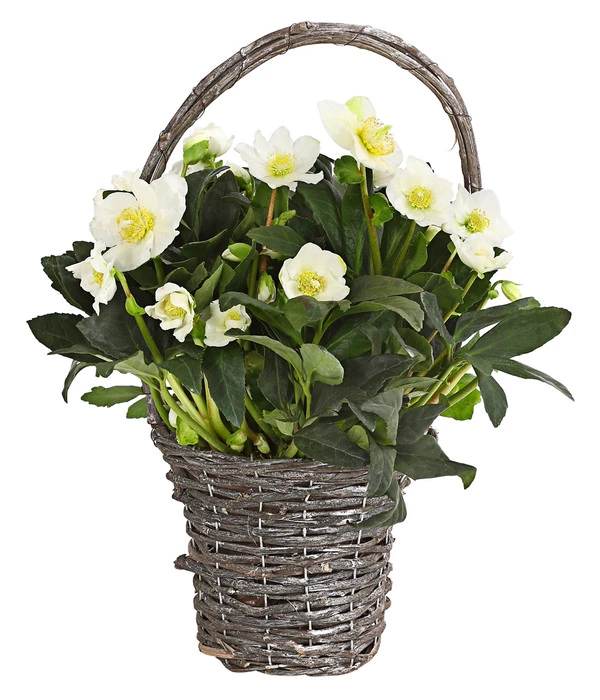Christrose In Korb 3 Christrose In Korb