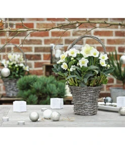 Christrose In Korb 6 Christrose In Korb -Eleganter Garten 8015083 WE MO 001 HelleborusKorbT17ChristroseHelleborusshootingDehnerExpressHerzig