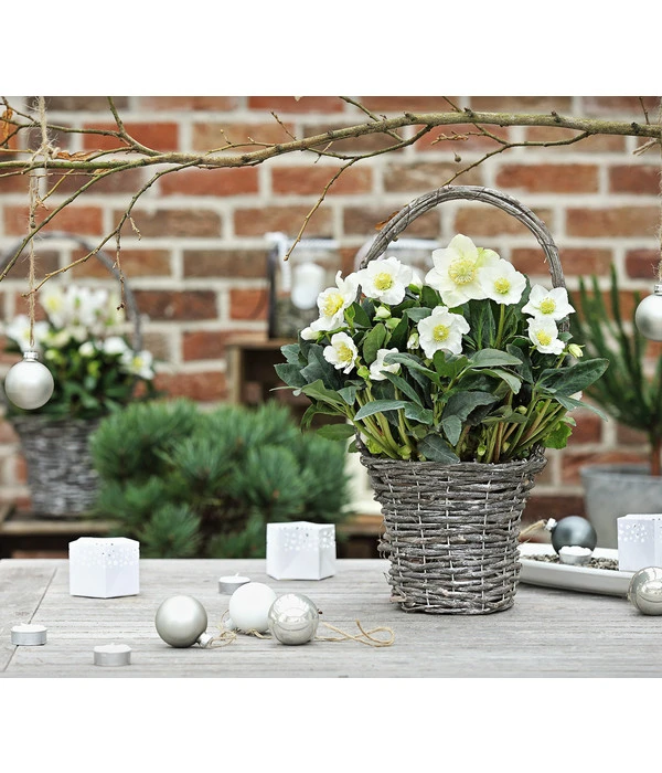 Christrose In Korb 4 Christrose In Korb – Bild 2