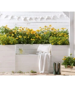 Sonnenhut - Scheinsonnenhut 'Mistral' -Eleganter Garten 8016610 PR MO 001 StaudenbeetRudbeckia 01