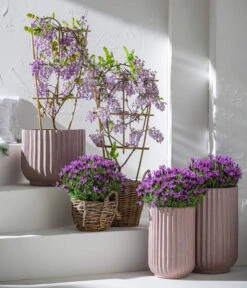 Schopf-Lavendel -Eleganter Garten 8017014 7544026 WE MO 001 WisteriaBlauLavendel