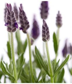 Schopf-Lavendel -Eleganter Garten 8017014 WE DE 001 LavendelSchopflavendelLavandulaStoechasT13DehnerExpressZS