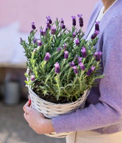 Schopf-Lavendel -Eleganter Garten 8017014 WE MO 001 LavendelKorb