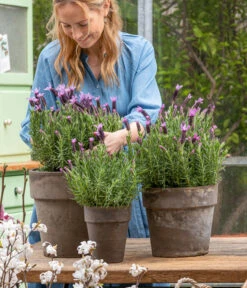 Schopf-Lavendel -Eleganter Garten 8017014 WE MO 001 SchopfLavendelStoechas