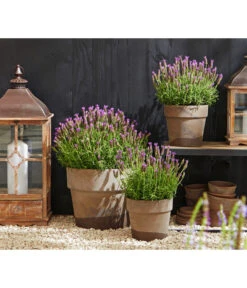 Schopf-Lavendel -Eleganter Garten 8017014 WE MO 001 Schopflavendel