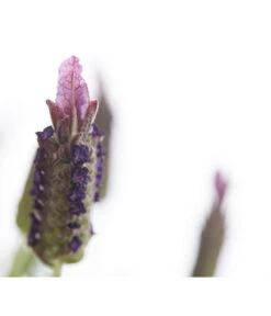 Schopf-Lavendel -Eleganter Garten 8017089 PR DE 001 LavendelStoechasLavandulaStoechasT18DehnerExpressHerzig