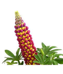 Lupine, Verschiedene Farben -Eleganter Garten 8018301 PR DE 002 LupinusPoliphyllusLupineWestcountryT19DehnerExpressHerzig