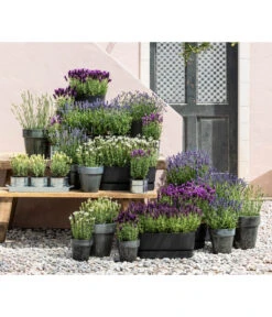 Lavendel 'Silver Sands' -Eleganter Garten 8022436 WE MO 001 LavendelDark 1