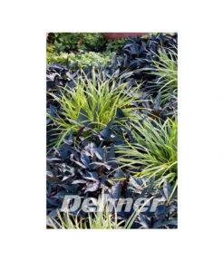 Weißbunte Japan-Segge 'Variegata' -Eleganter Garten 8026767 WE MO 001 Carex EB OnlineOnlyRaabe