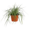Weißbunte Japan-Segge 'Variegata' -Eleganter Garten 8026775 PR FS 001 CarexWeiss GruenT13SeggeDehnerExpressHerzig