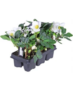 Christrose, 6er Schale -Eleganter Garten 8028920 PR FS 001 ChristroseHelleborusNiger6erPackAllgreen