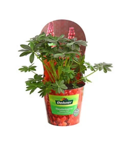 Lupine, Verschiedene Farben -Eleganter Garten 8029027 PR FS 001 LupineWestcountryPotcoverT19DehnerExpressHerzig